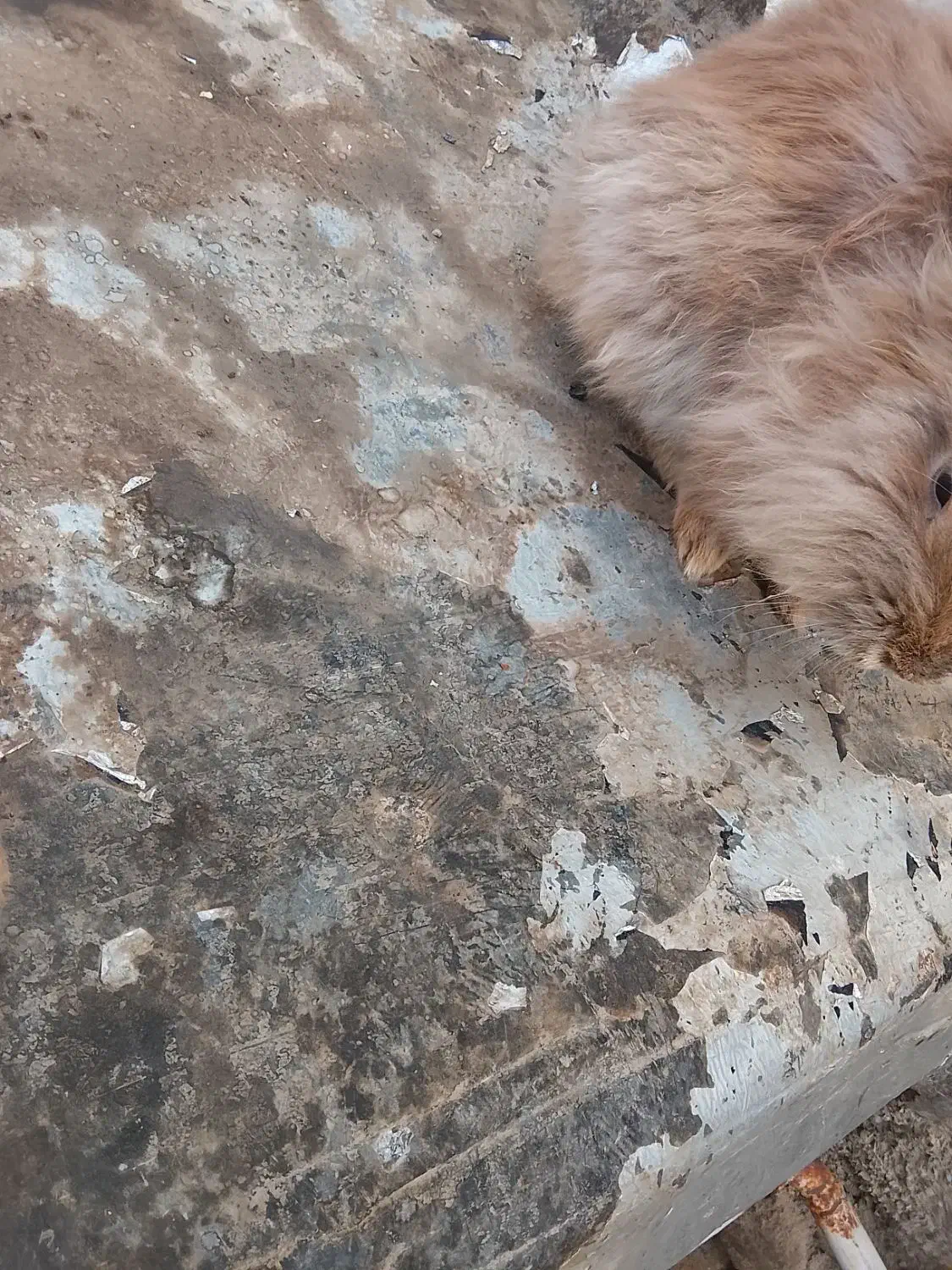 خرگوش لوپ ومعمولی|موش و خرگوش|ماهدشت, |دیوار