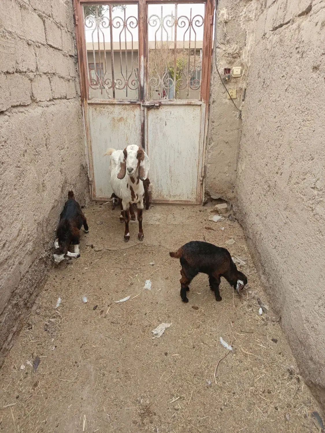 گوسفند ابست و بز جملی|حیوانات مزرعه|زابل, |دیوار