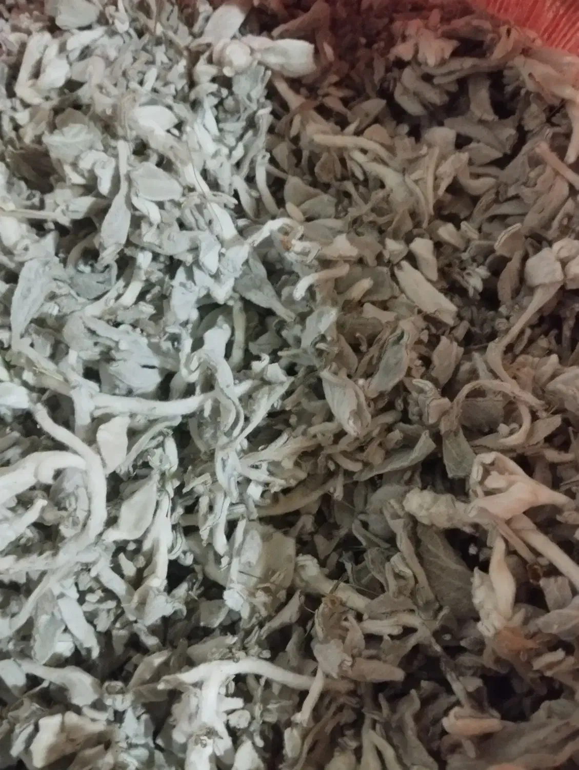 پولک برگ|گل و گیاه طبیعی|نمین, |دیوار