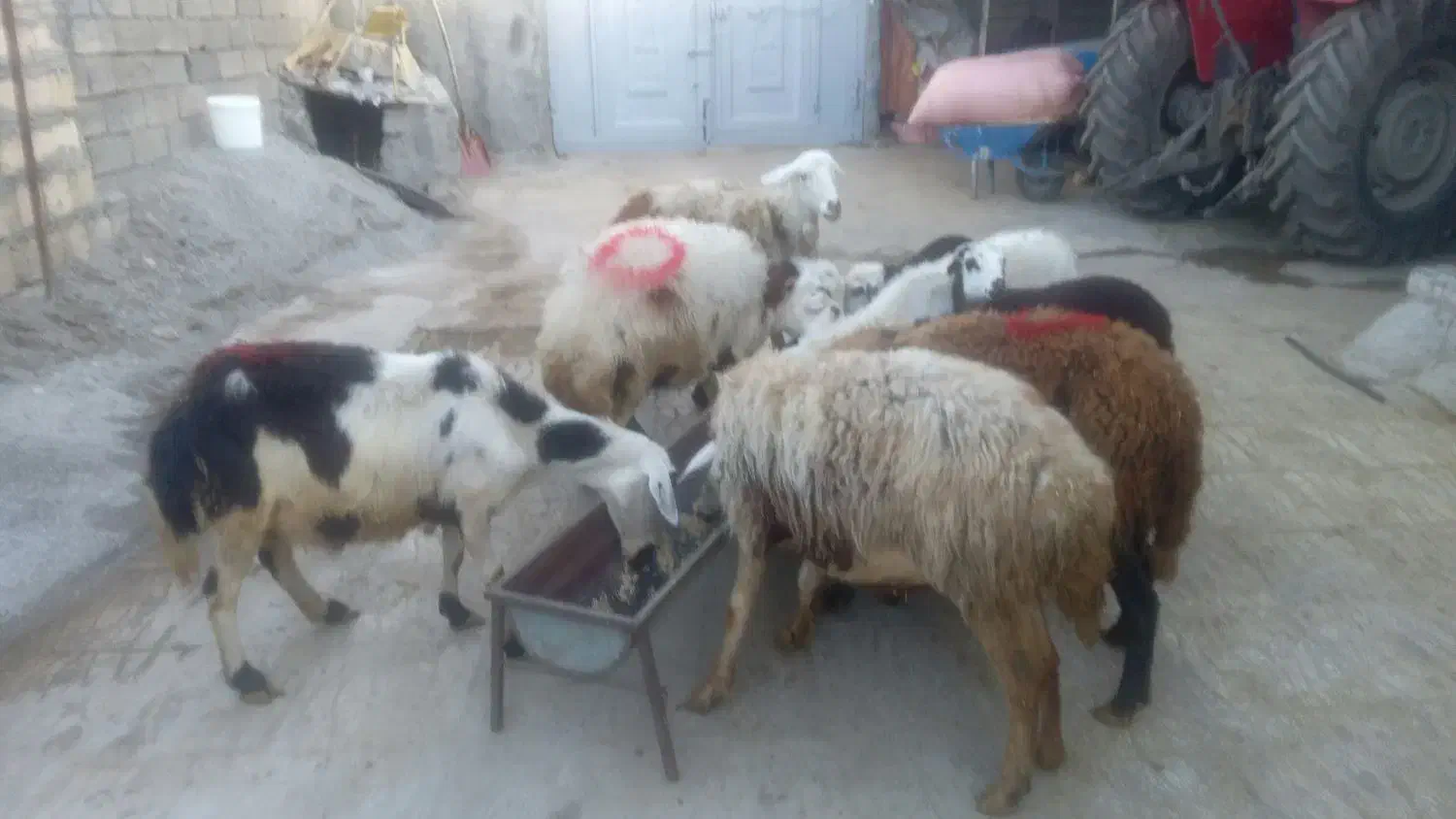 میش و بره|حیوانات مزرعه|فیروزآباد (لرستان), |دیوار