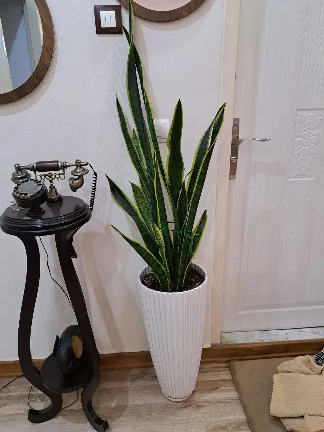 گل اپارتمانی|گل و گیاه طبیعی|کرج, محمود آباد|دیوار