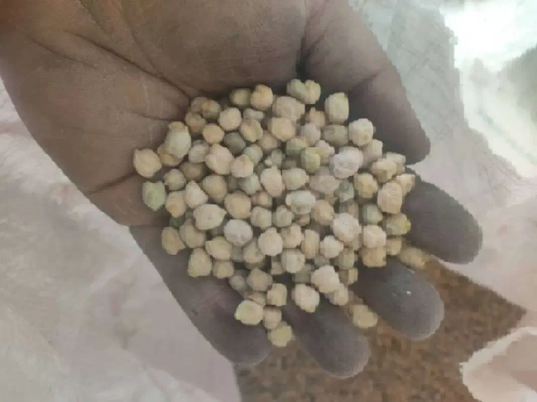 نخود امسال کیفیت خوب|خوردنی و آشامیدنی|بندرعباس, |دیوار