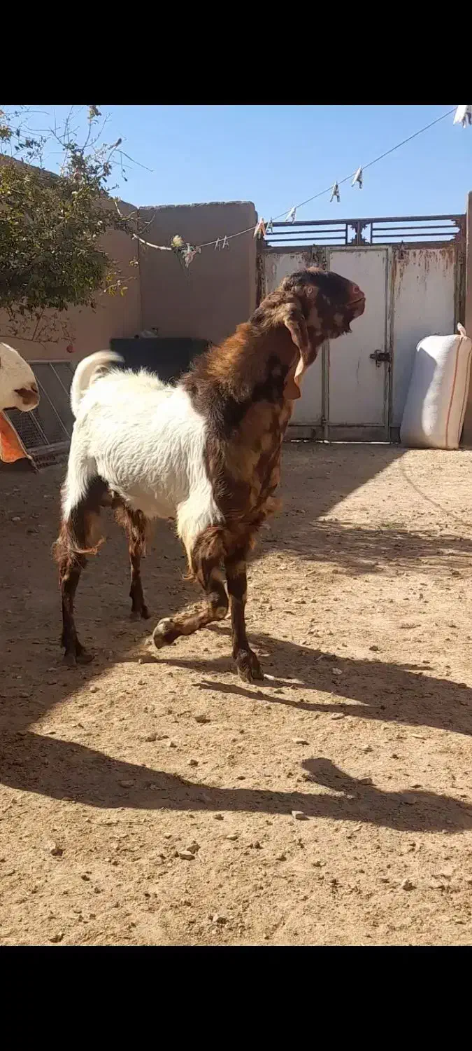 بز و تکه پاکستانی|حیوانات مزرعه|بیرجند, |دیوار