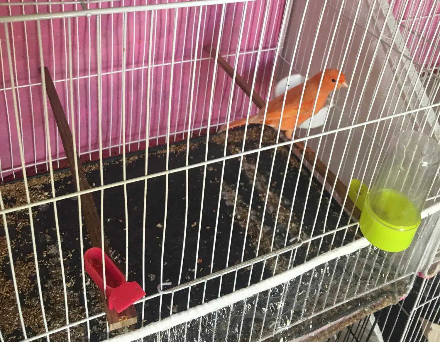 قناری|پرنده|مشهد, محمدآباد|دیوار