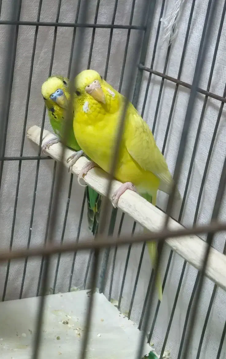 مرغ عشق|پرنده|قم, شاه ابراهیم|دیوار