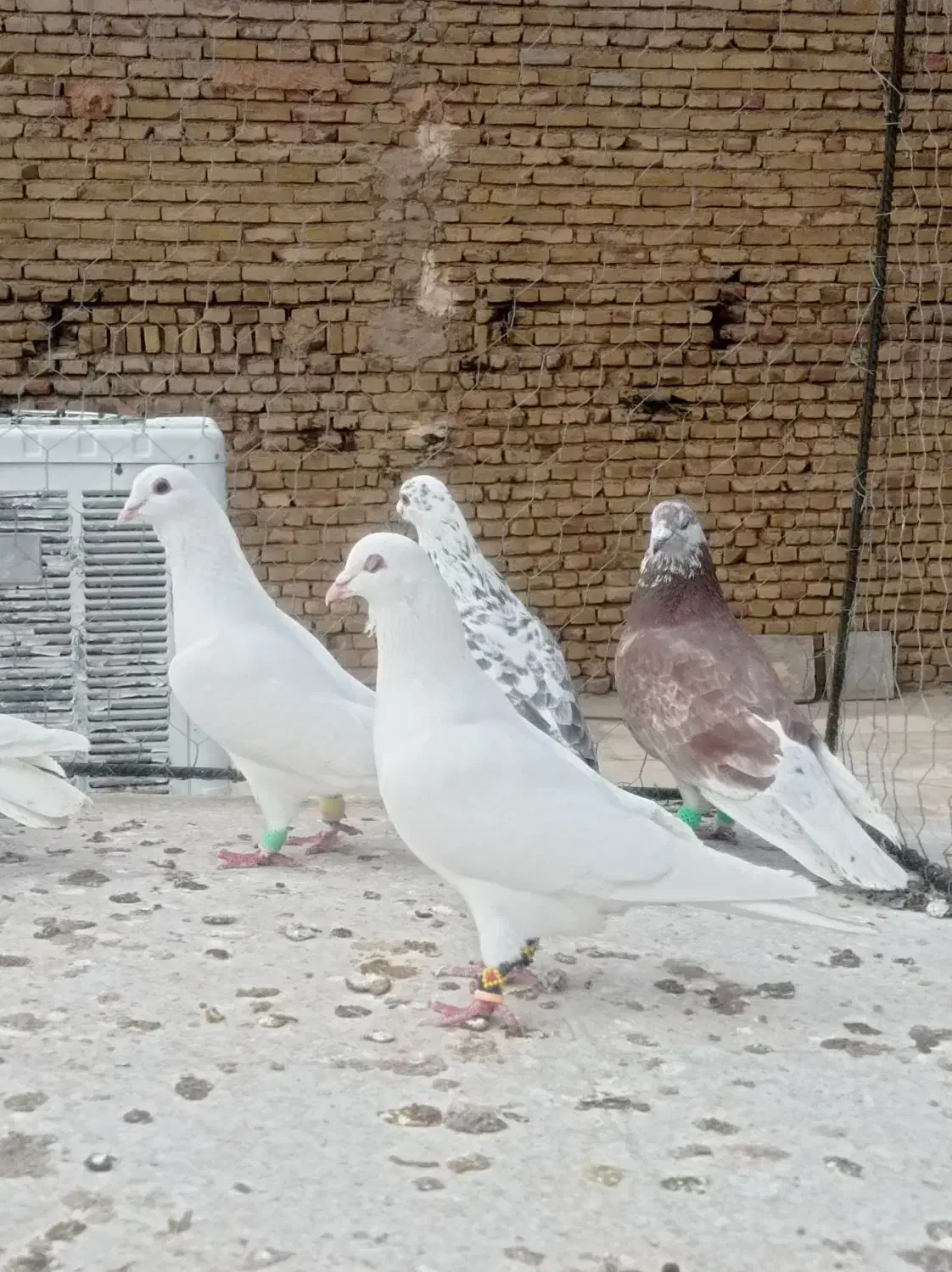 کفتر دو رگ نر پرشی ۱۰عدد|پرنده|مشهد, ادیب نیشابوری (شهرک غرب)|دیوار