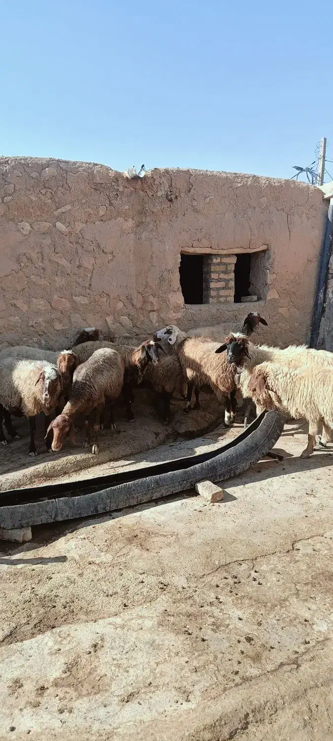 ۱۰ راس گوسفند داشتی|حیوانات مزرعه|کوهدشت, |دیوار