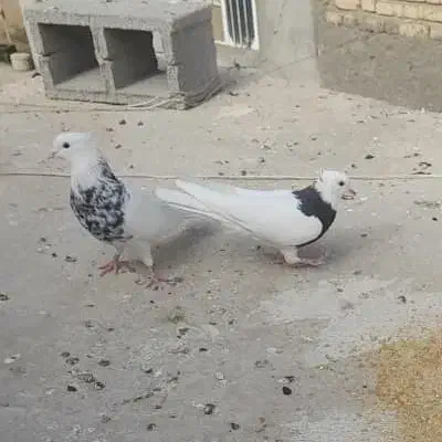 کبوتر|پرنده|بافق, |دیوار