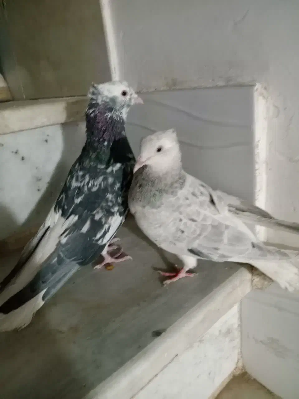 کفتر|پرنده|سبزوار, کهنه آب|دیوار