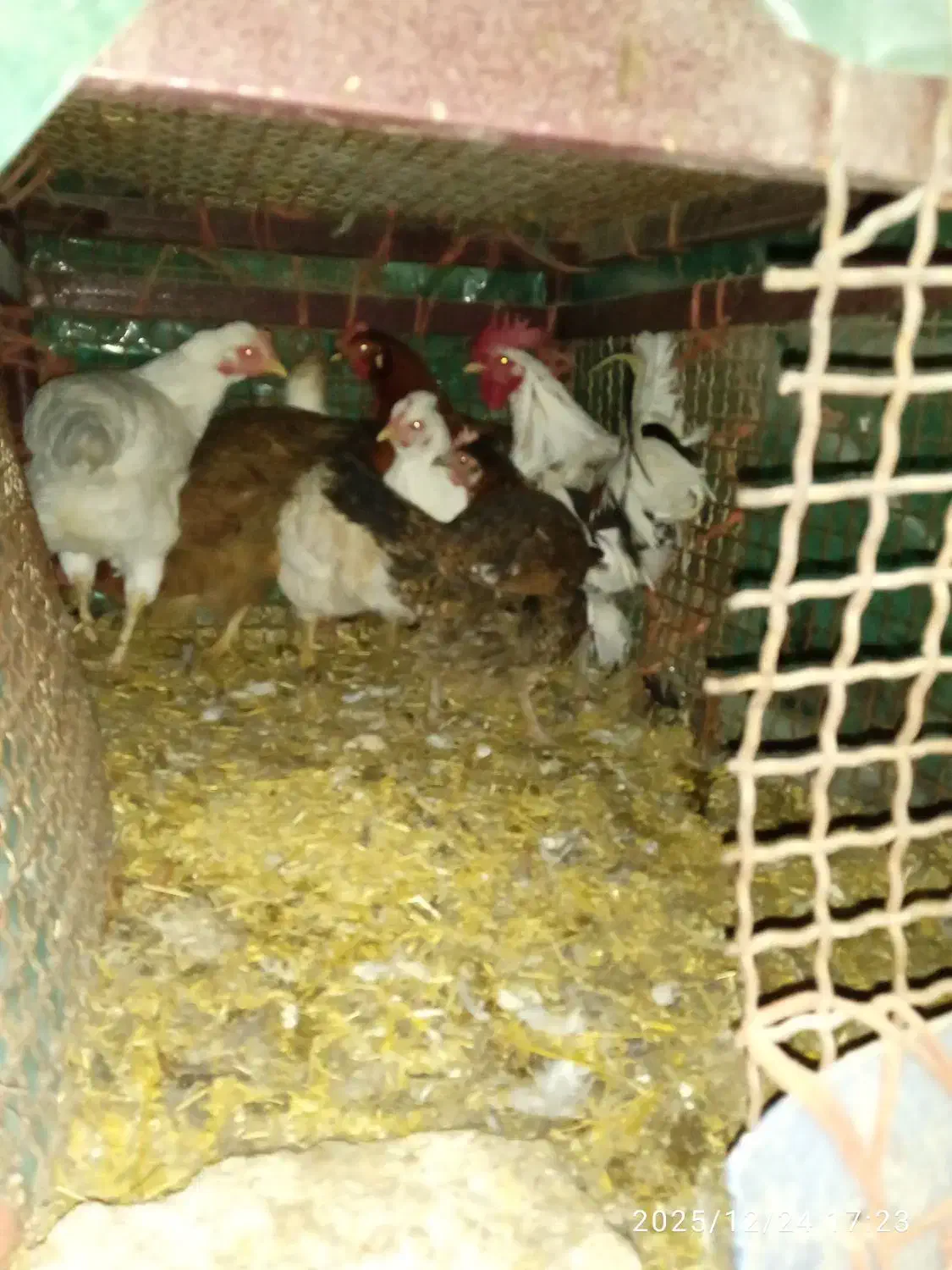 خورس|حیوانات مزرعه|اسلام‌‌آباد غرب, |دیوار