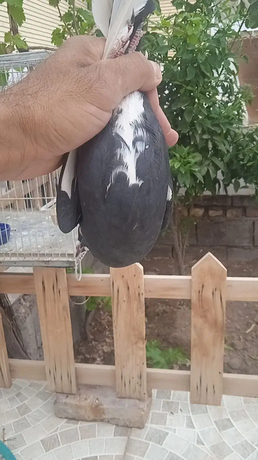 ماده زاغ پلنگ|پرنده|راور, |دیوار