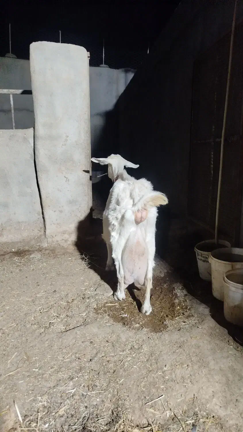 بزسانن درجه یک|حیوانات مزرعه|خلیل آباد, |دیوار