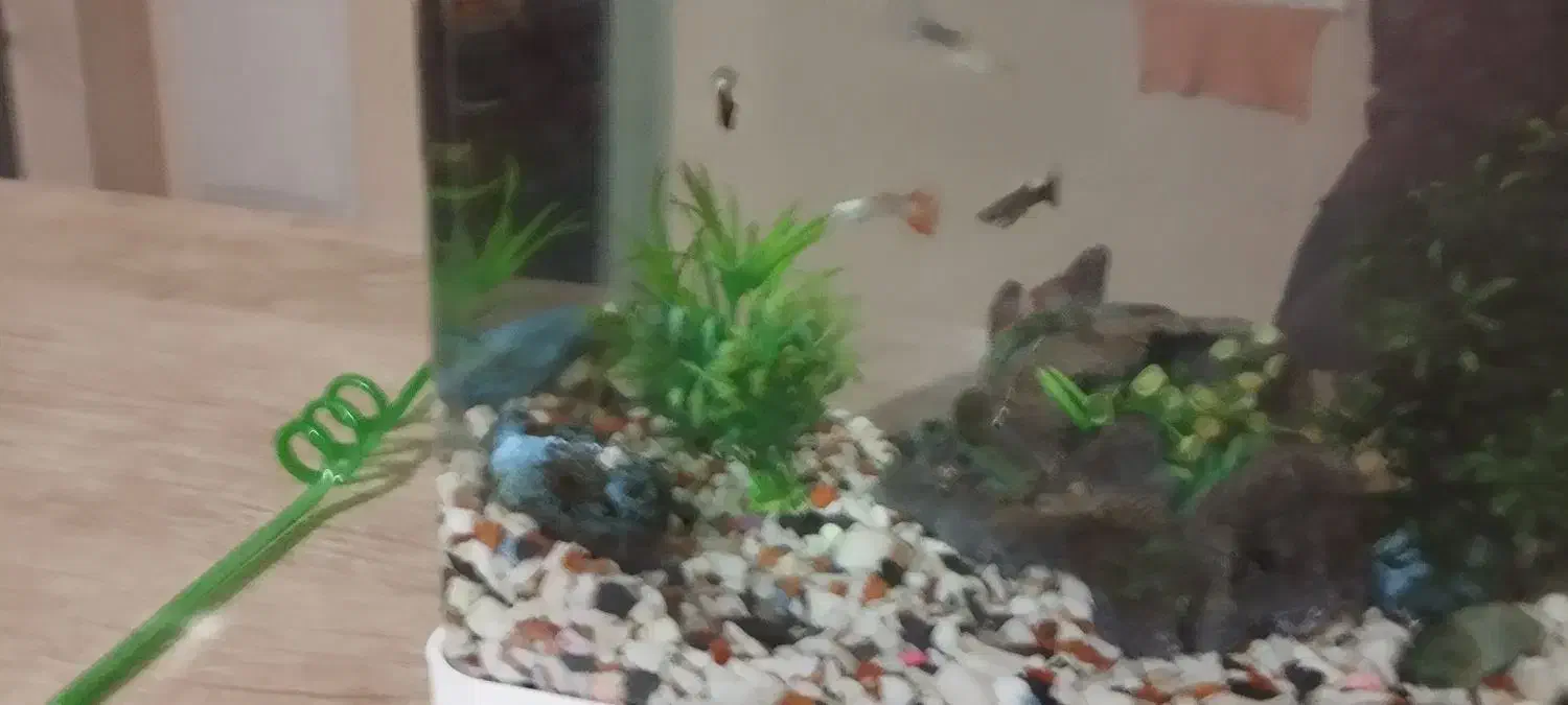 آکواریوم شیشه خم شرکتی|ماهی|ابهر, |دیوار