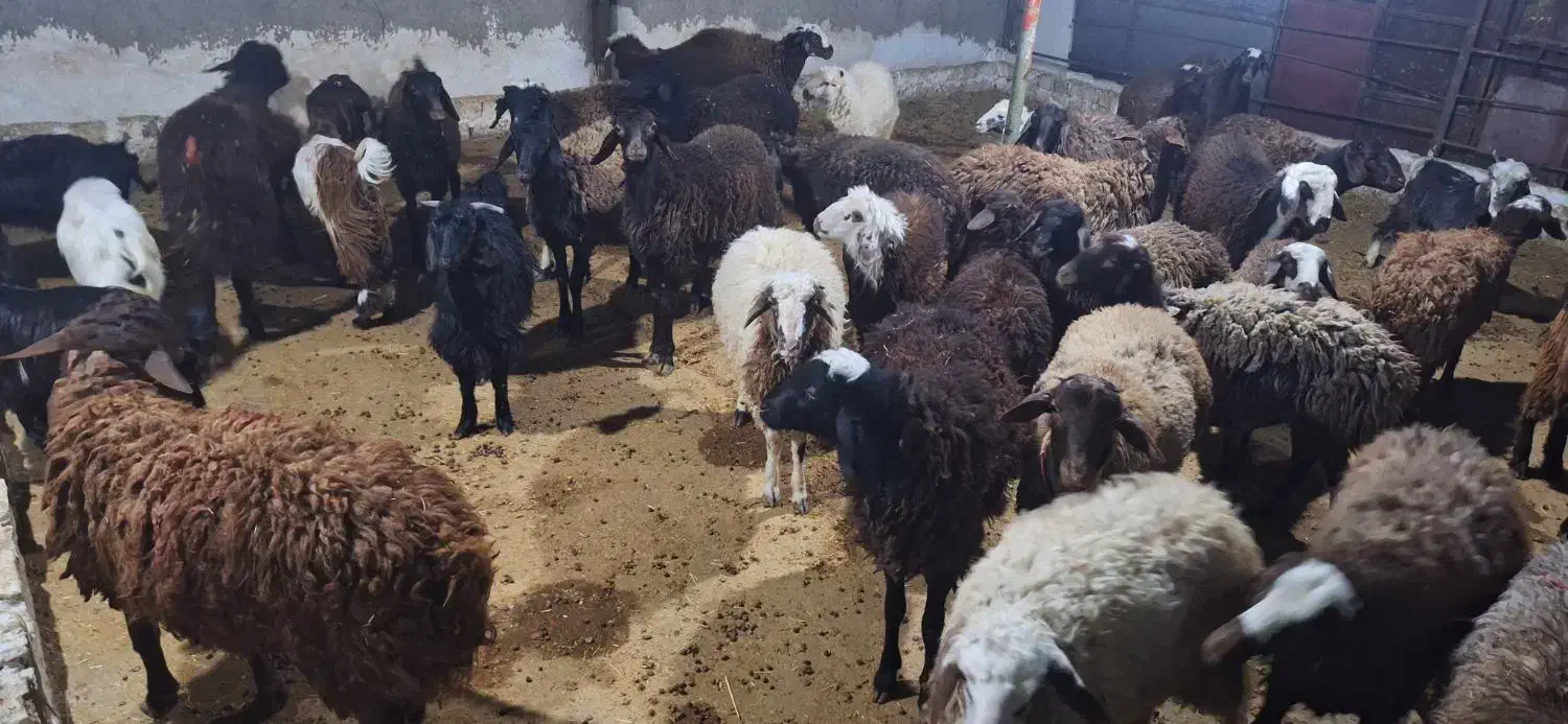 فروش بره و بزغاله|حیوانات مزرعه|کوهدشت, |دیوار