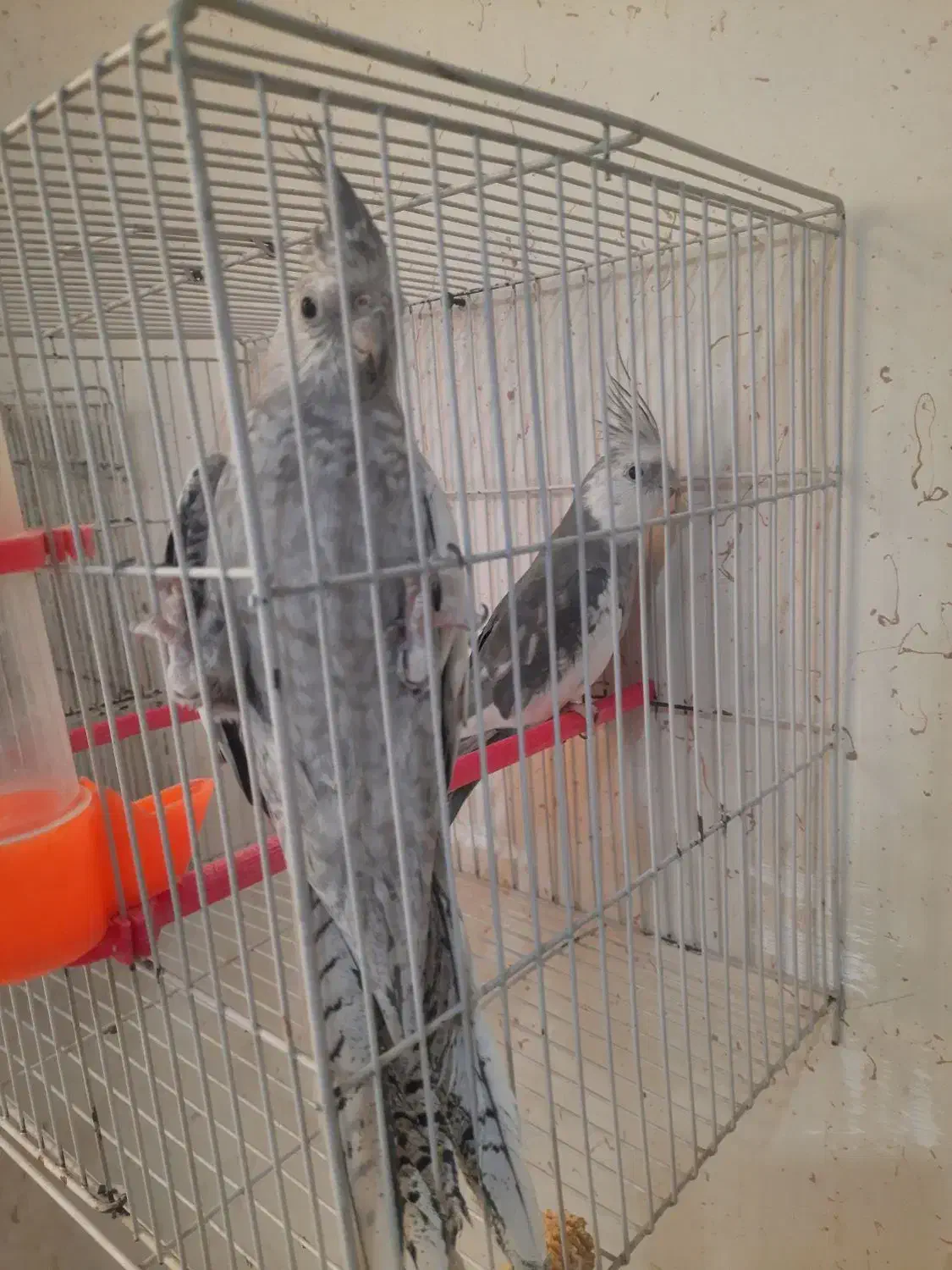 جفت عروس هلندی وایت فیس وایزابلا فروشی|پرنده|فردوس (خراسان), |دیوار