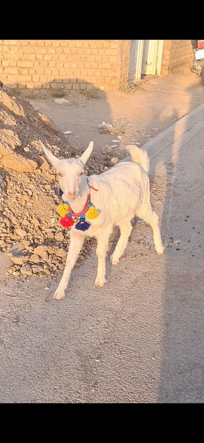 بزغاله سانن اصل فرانسوی|حیوانات مزرعه|شهرآباد, |دیوار