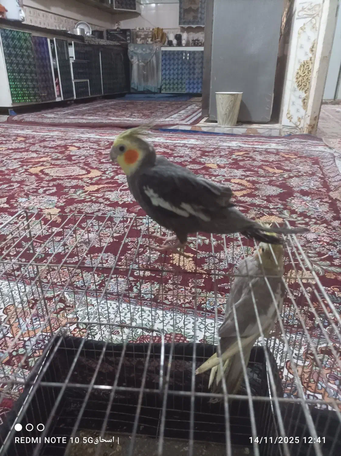 جفت عروس پاریس|پرنده|حمیدیه, |دیوار