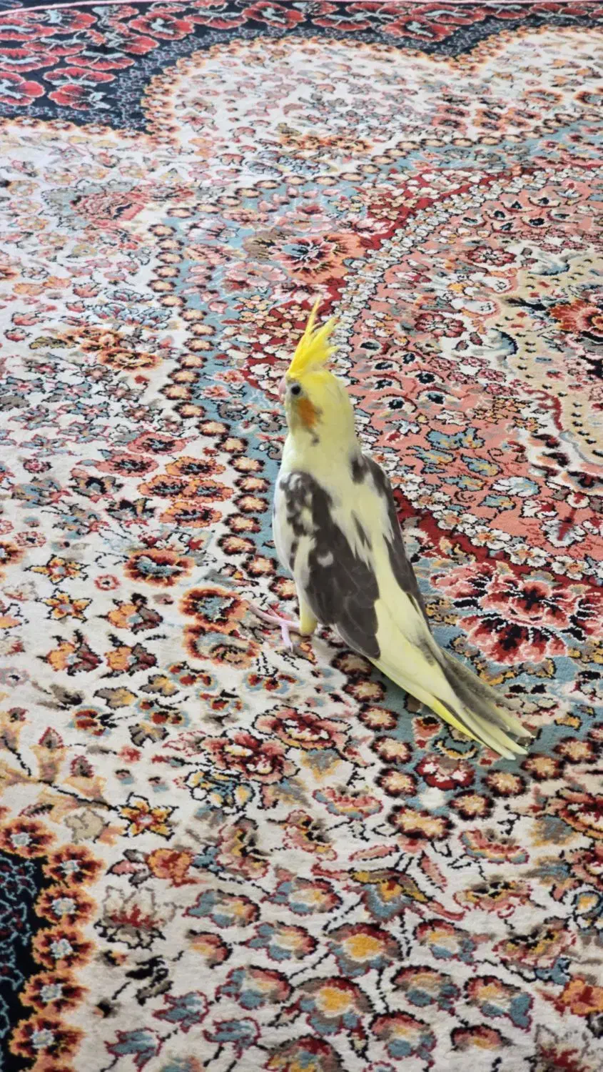 گمشده|حیوانات|فولادشهر, مسکن مهر فولادشهر|دیوار