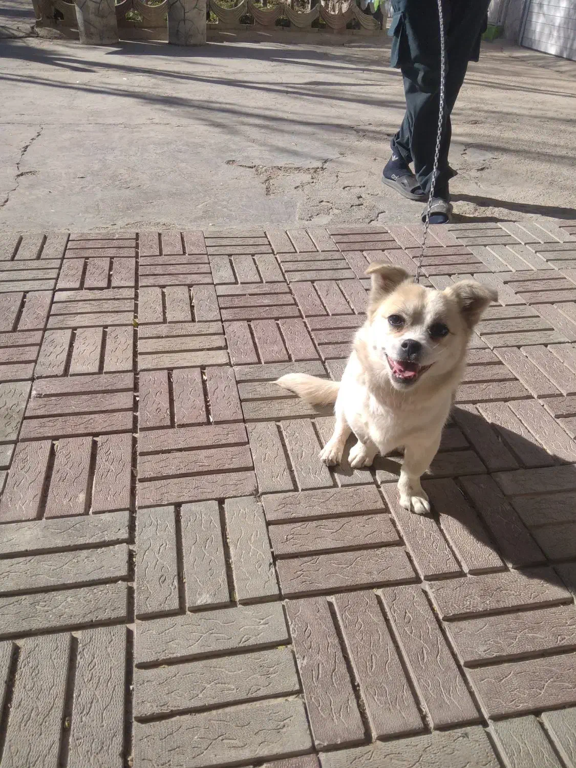 فروشی|سگ|خرمدره, |دیوار