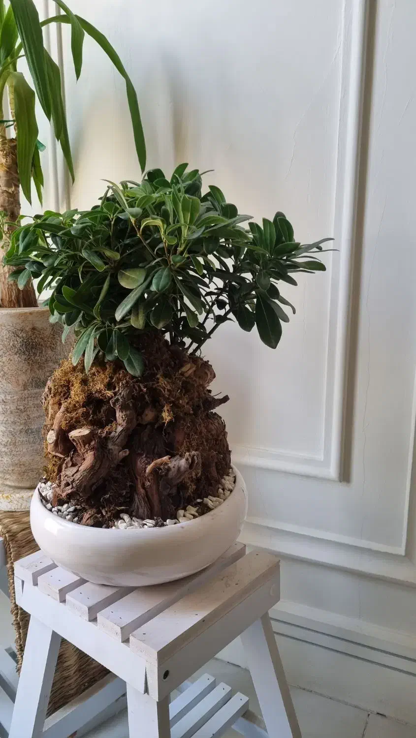 انواع گل ها|گل و گیاه طبیعی|مشهد, هنرستان|دیوار