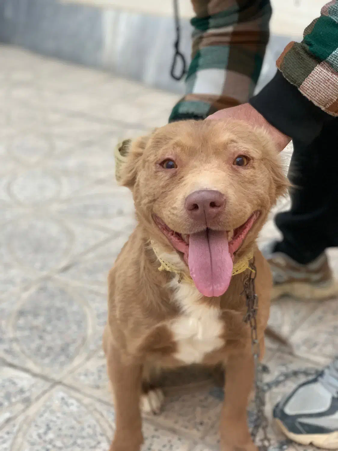 سگ پیت بول امریکایی|سگ|اصفهان, دارک|دیوار