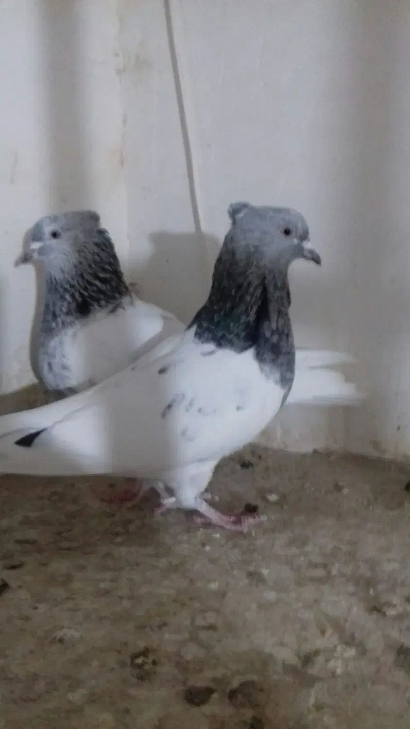 یک جفت ماده کله سبز|پرنده|قوچان, |دیوار