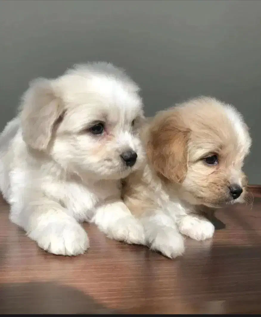 سگ پا کوتاه نژاد دار|سگ|بجنورد, |دیوار