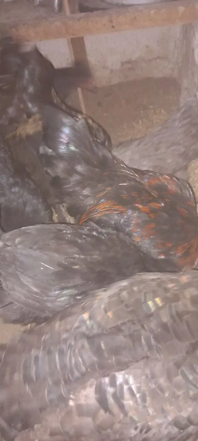 خروس نیمچه سیاه|حیوانات مزرعه|جلفا, |دیوار