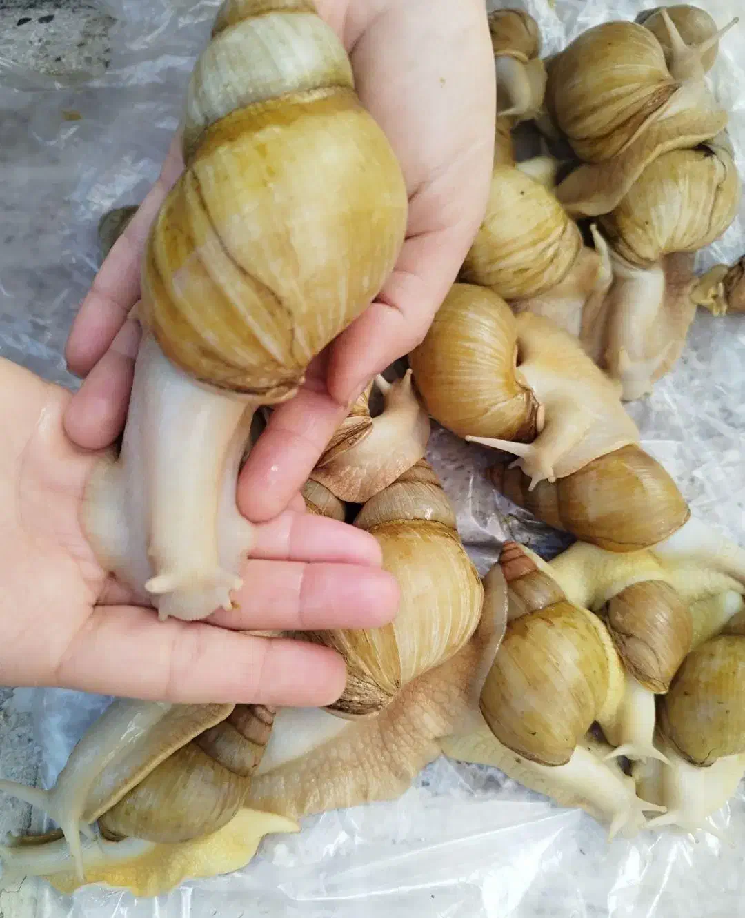 کار در منزل شغل پر در آمد حلزون + آموزش|استخدام صنعتی، فنی، مهندسی|اهر, |دیوار