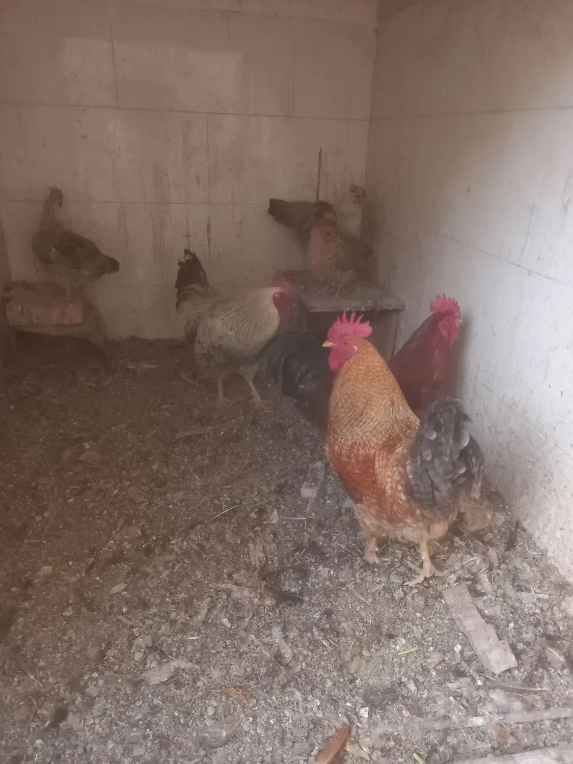 خروس جوان|حیوانات مزرعه|قم, شهر قائم|دیوار