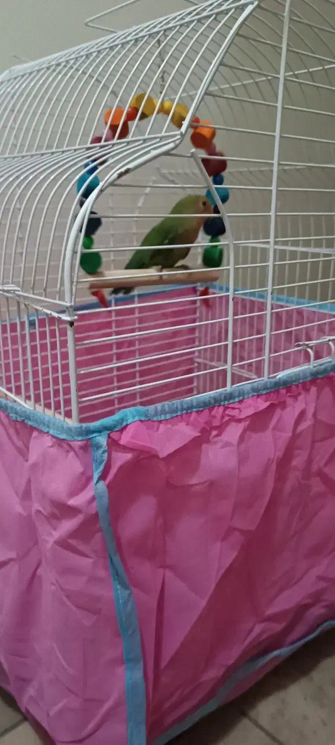 طوطی برزیلی|پرنده|تهران, سلسبیل جنوبی|دیوار