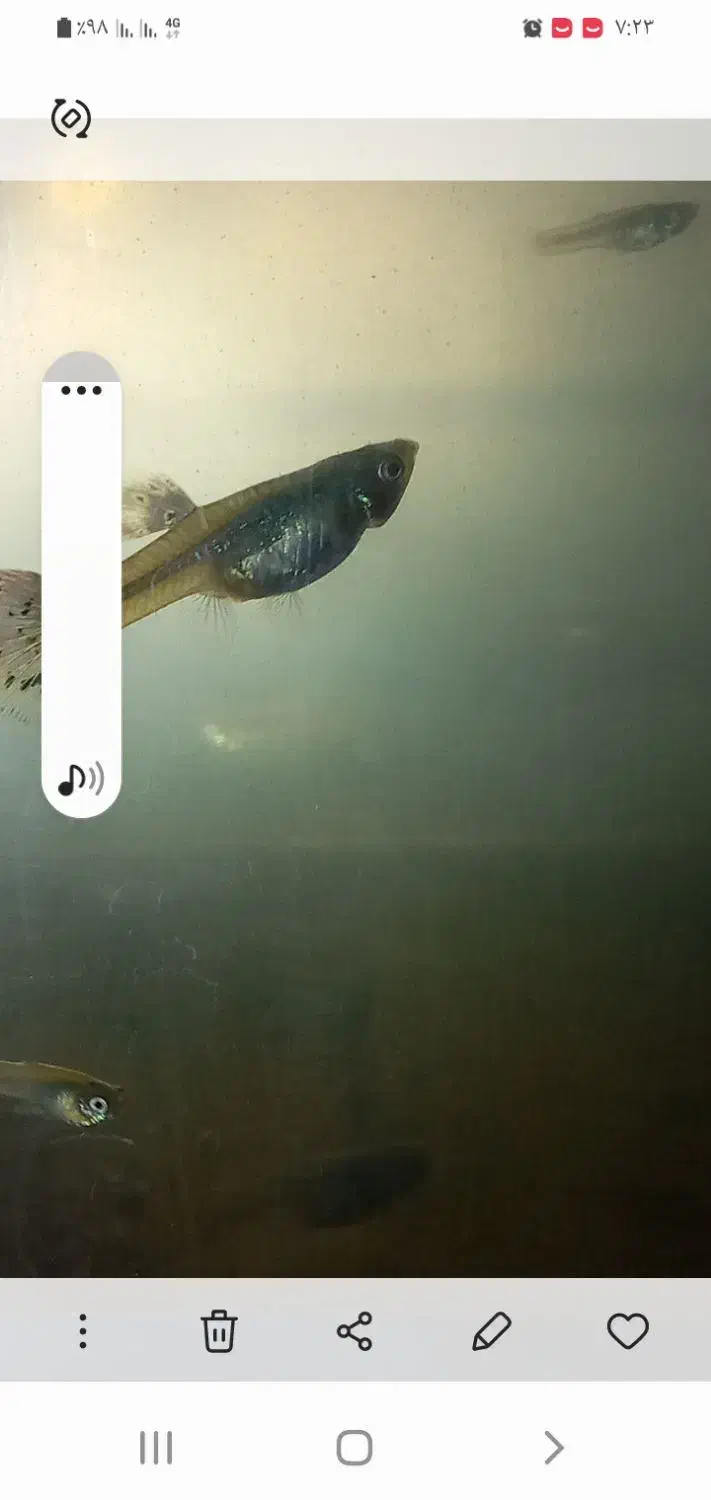 ماهیگپی|ماهی|سبزوار, قلعهنو دهزار|دیوار