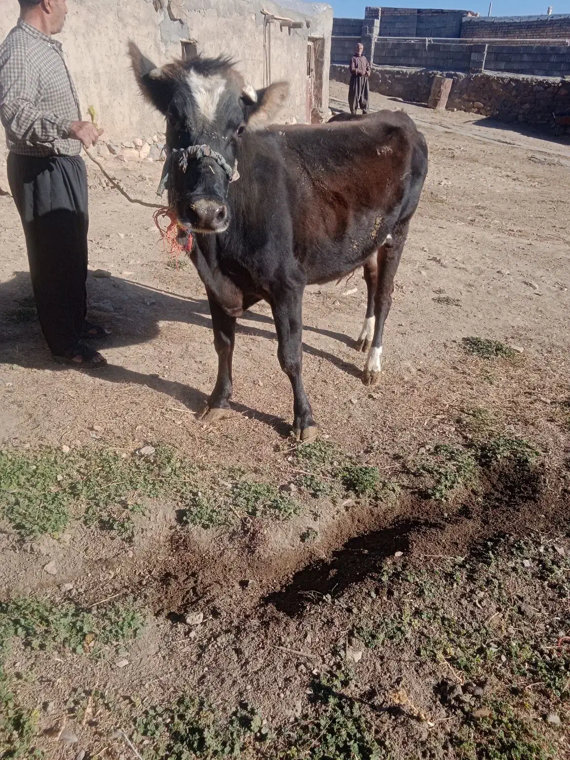 قیمت 7800000|حیوانات مزرعه|باوله, |دیوار