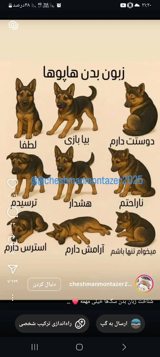 سگ پاکوتاه روباهی پیداشده عکسشوبدید تحویل بگیرید|حیوانات|تبریز, |دیوار