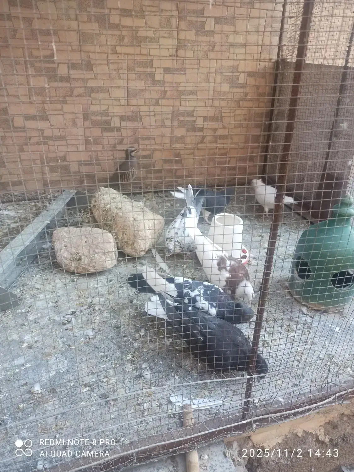 کفتر|پرنده|سیرجان, |دیوار