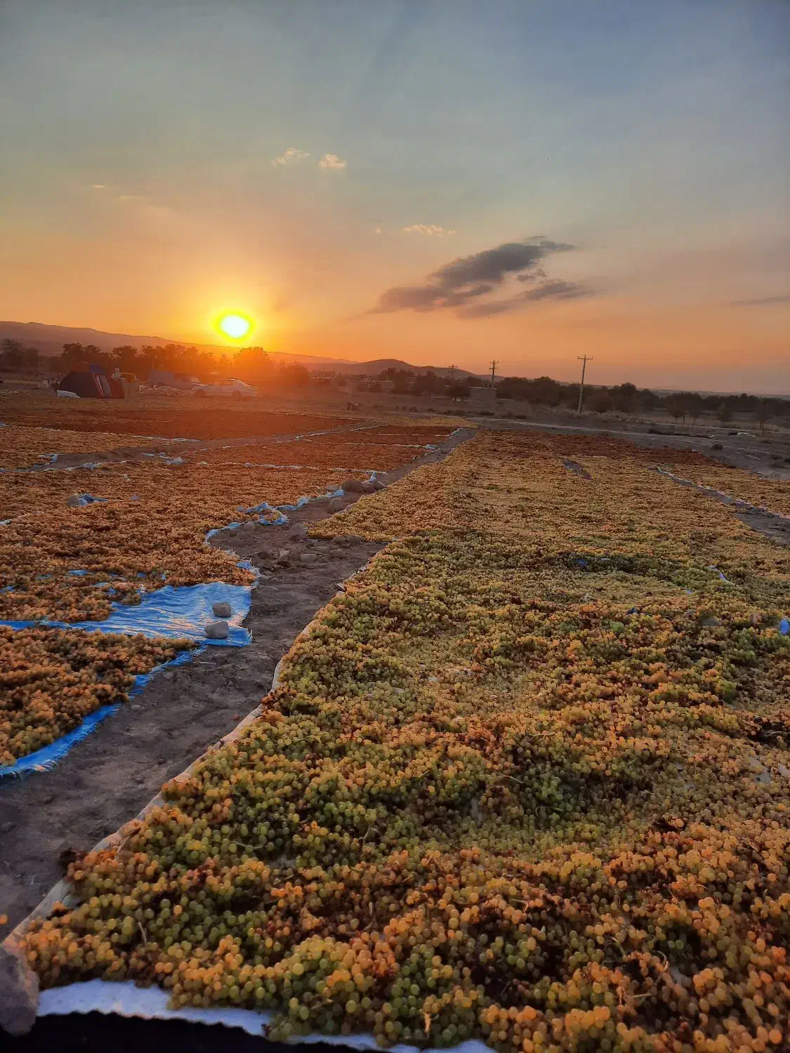 کشمش ارگانیک آفتابی|خوردنی و آشامیدنی|قرچک, زیبا شهر|دیوار