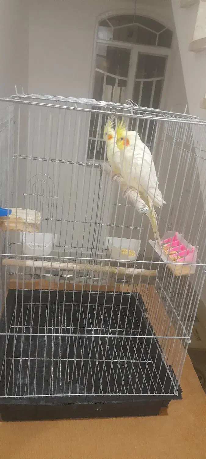 ۲ عدد عروس هلندی رام|پرنده|خزل, |دیوار