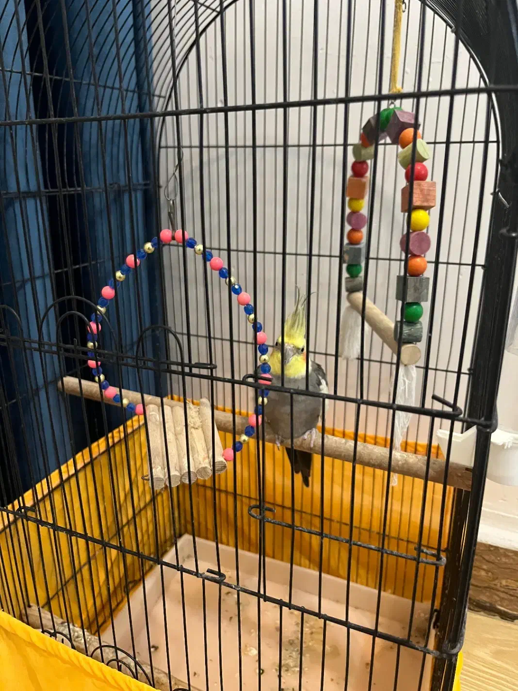 عروس هلندی|پرنده|کیاشهر, |دیوار