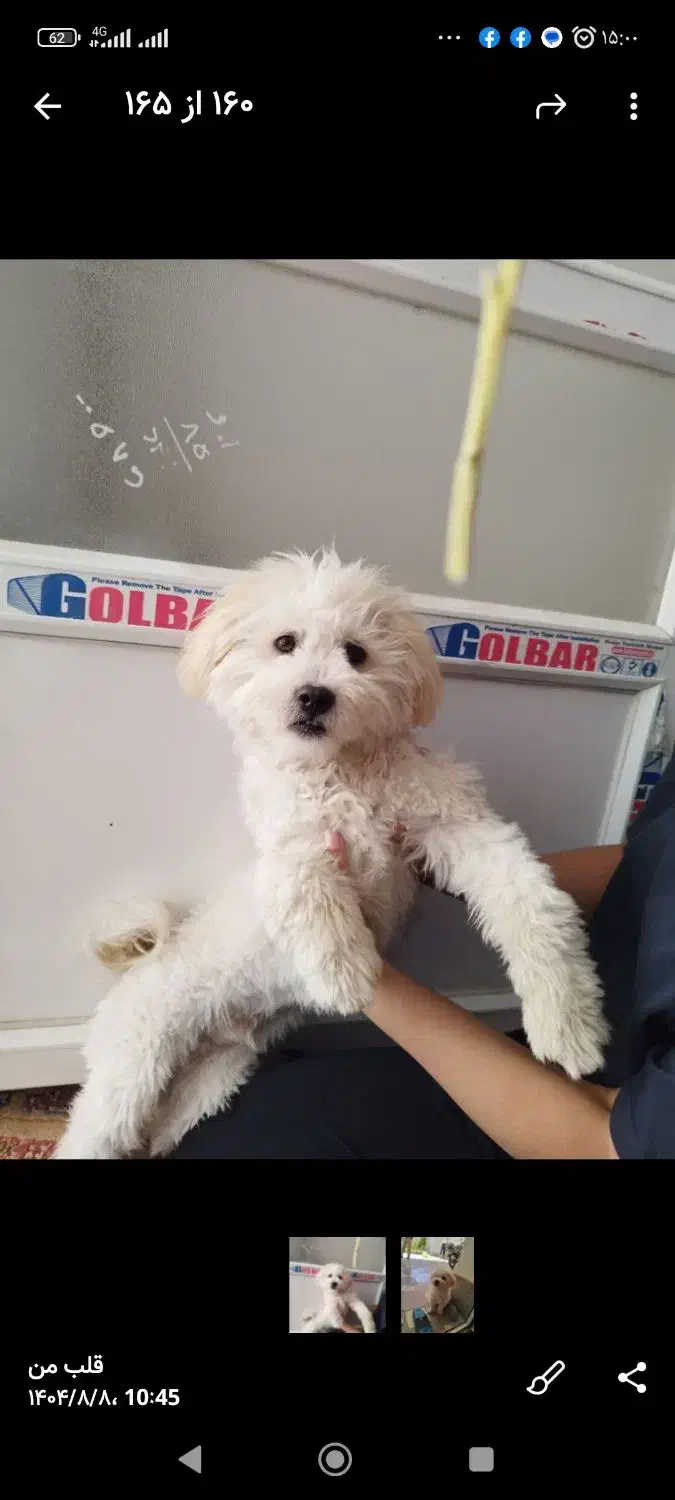 سگ شیتزو ترییر|سگ|بجنورد, |دیوار