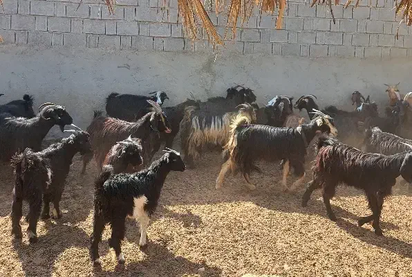 ۳۶بز ۵۰کهره|حیوانات مزرعه|آبپخش, |دیوار