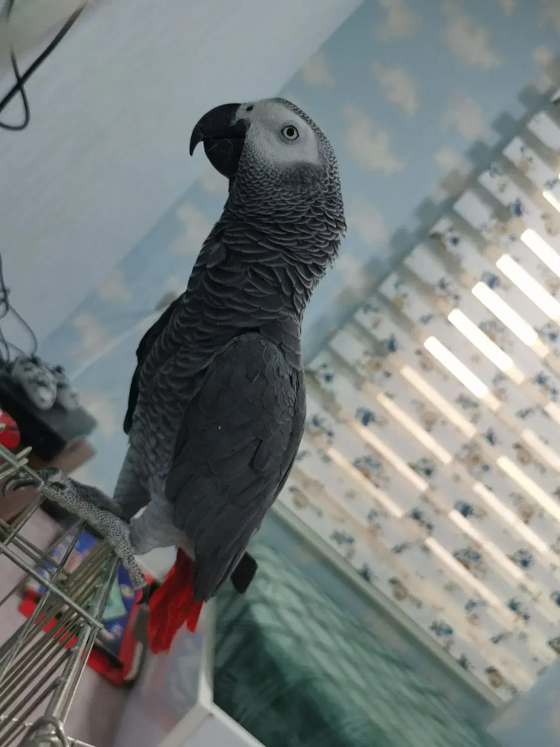 کاسکو سخنگو و دستی و رام|پرنده|جم, |دیوار