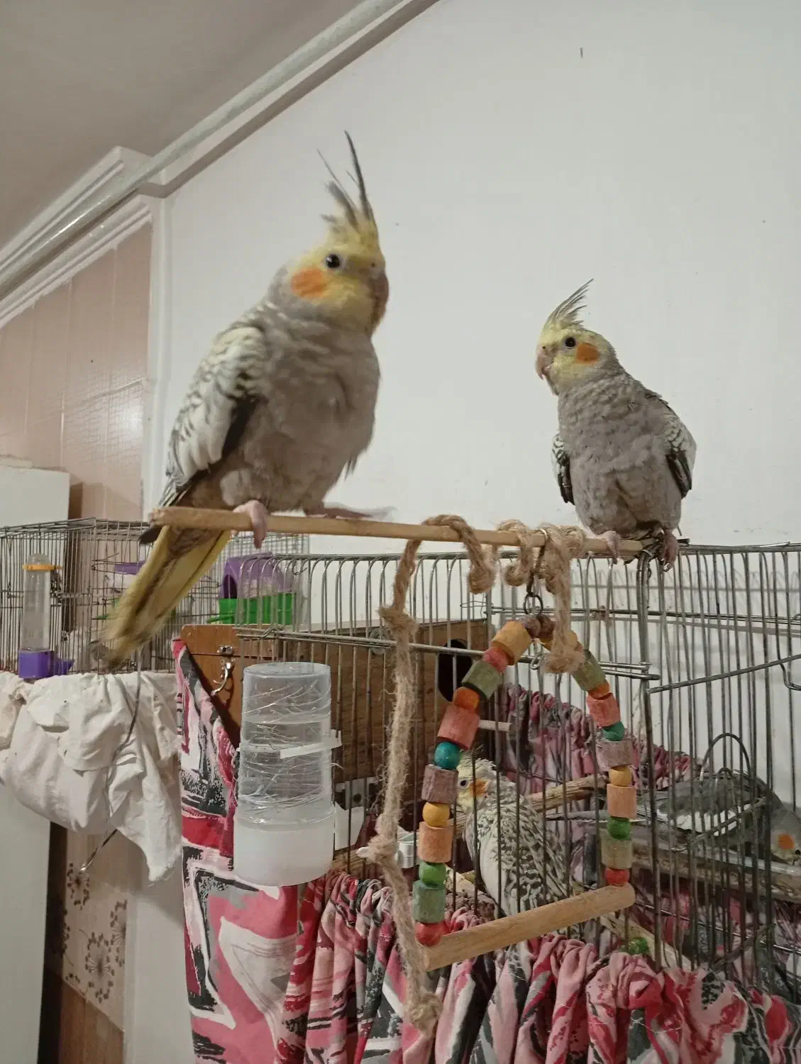 عروس هلندی دستی|پرنده|اندیمشک, |دیوار