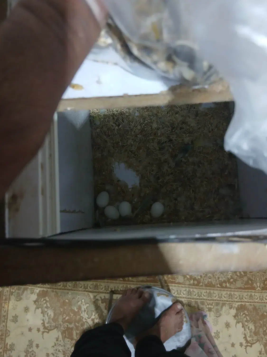 طوطی کوتوله|پرنده|میناب, |دیوار