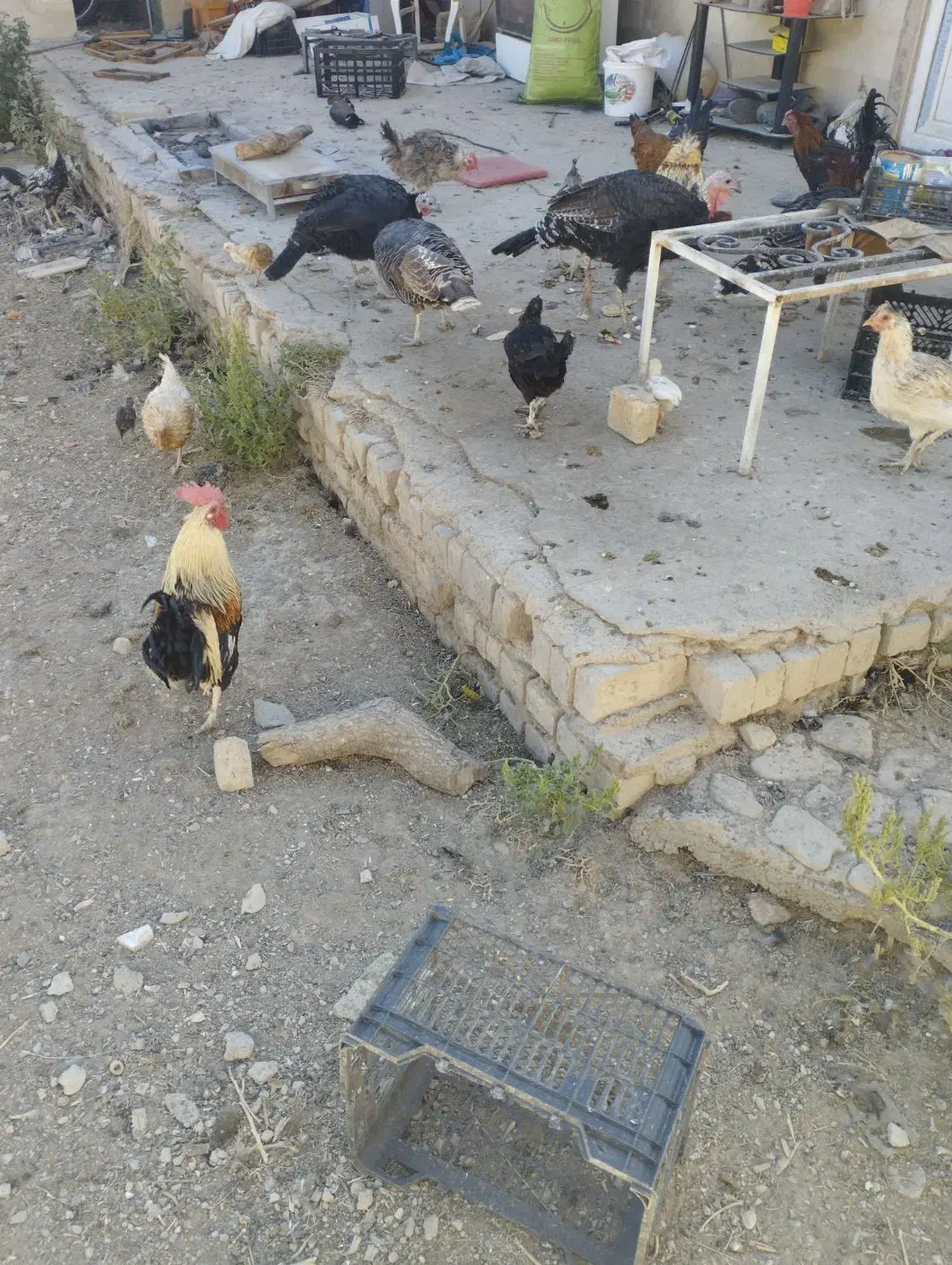 مرغ و خروس|حیوانات مزرعه|نورآباد, |دیوار