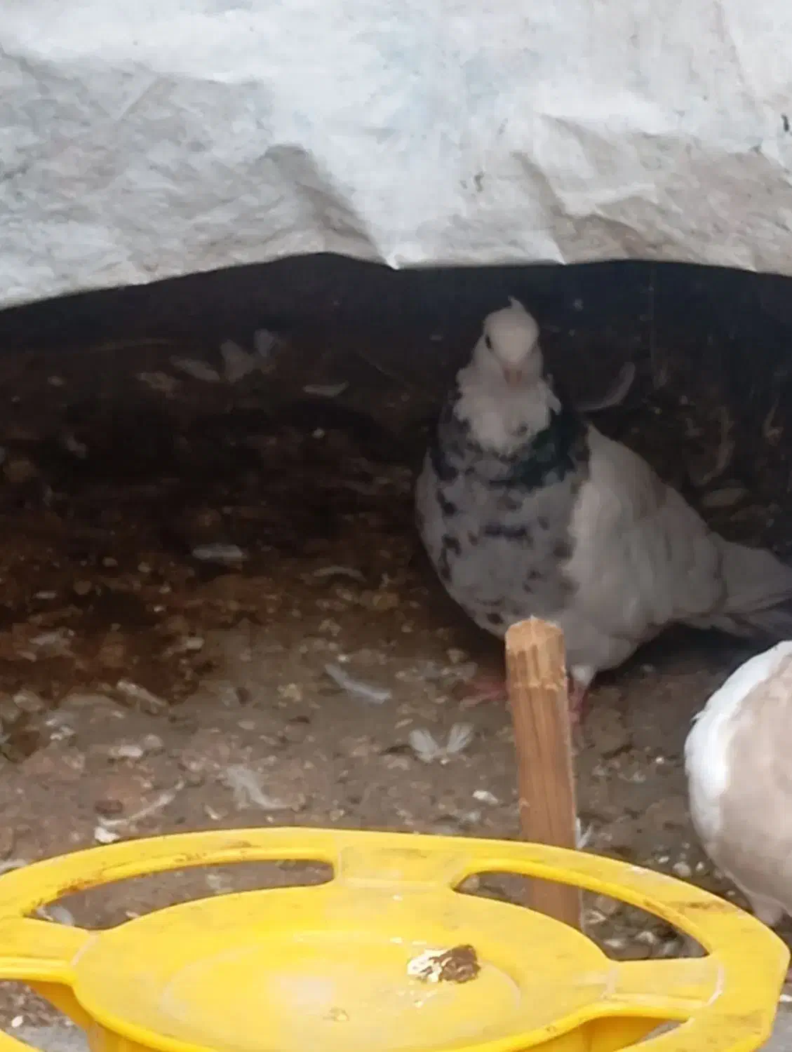 کبوتر طوقی|پرنده|امیدیه, |دیوار