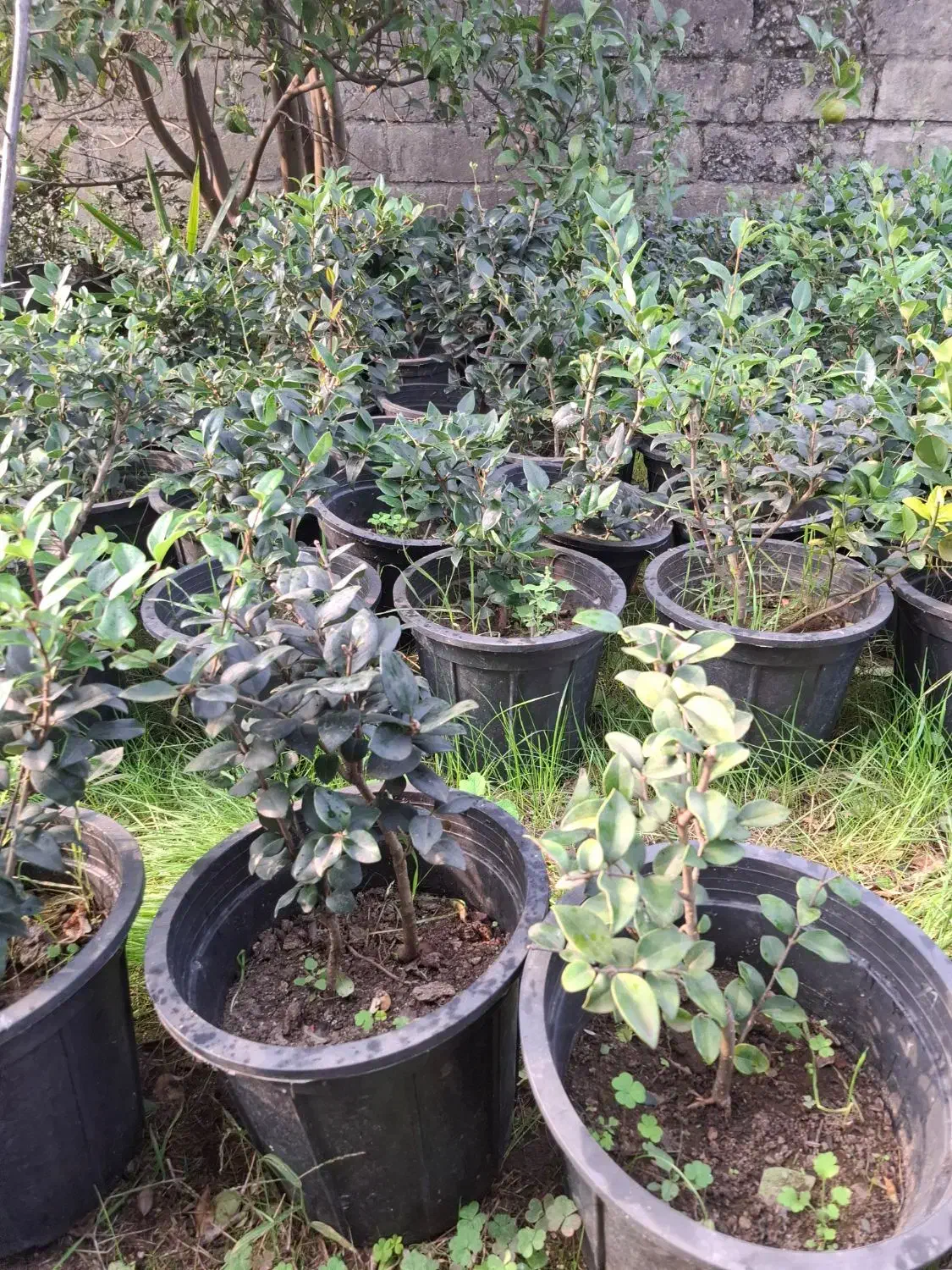 فروش گل و گیاه فوتونیا یاس شمشاد|گل و گیاه طبیعی|کلاچای, |دیوار