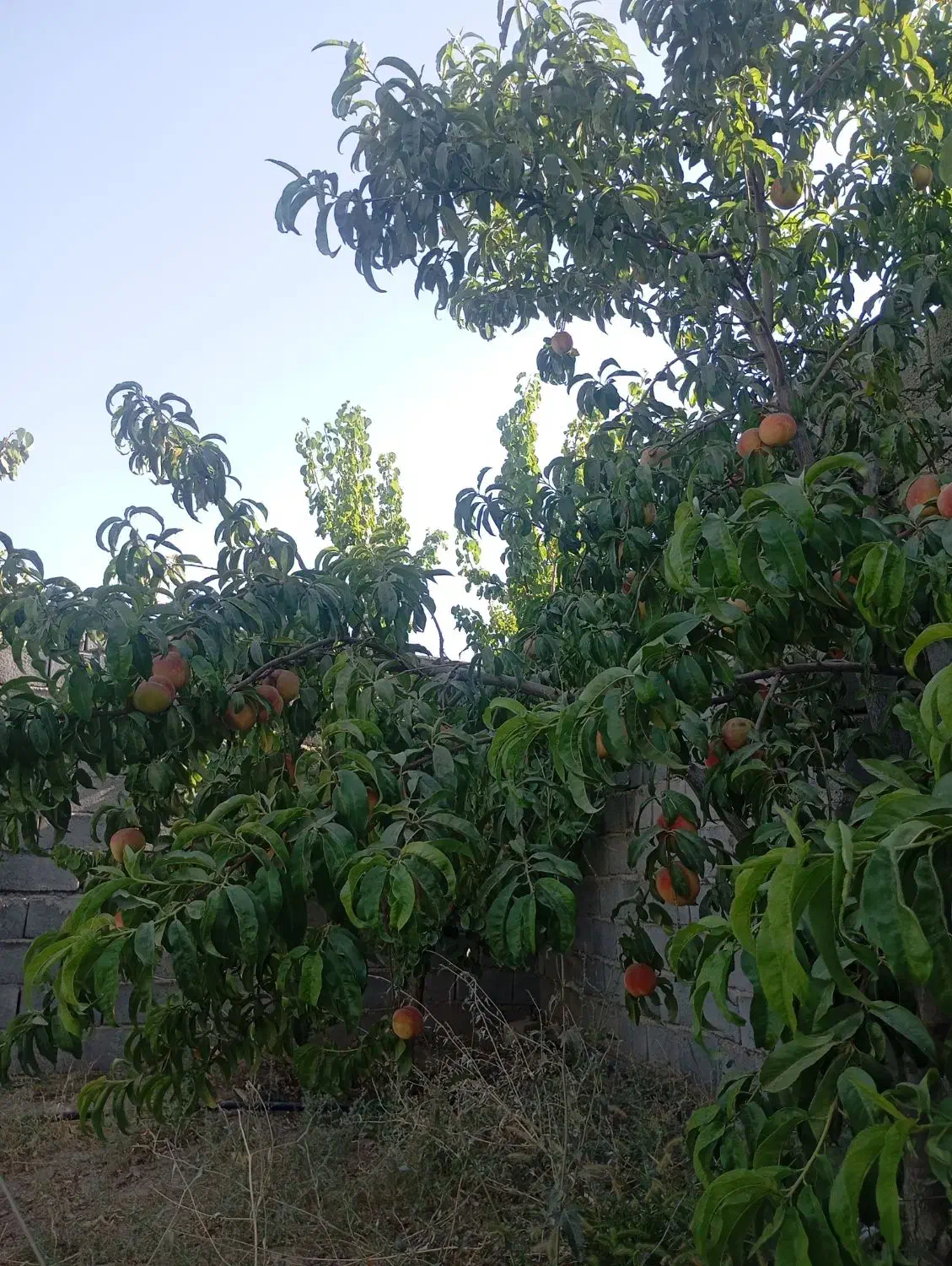 فروش باغ وویلا بابرق وآب وگاز مالکیتی|فروش خانه و ویلا|صوفیان, |دیوار