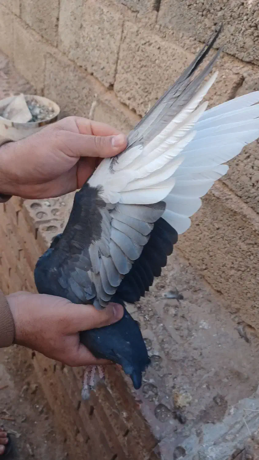 کفتر سبز  کلایی نر پلنگ ماده زاغ دمسفید ماده|پرنده|کرمان, |دیوار