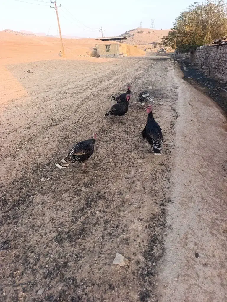 فروشی|حیوانات مزرعه|ایذه, |دیوار