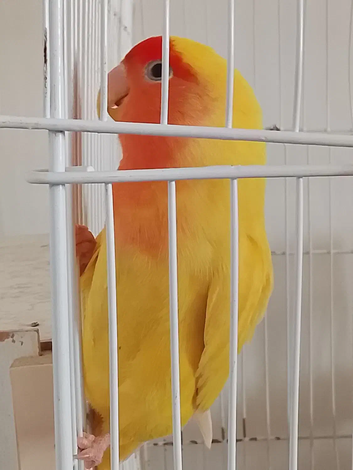 طوطی برزیلی|پرنده|بومهن, |دیوار